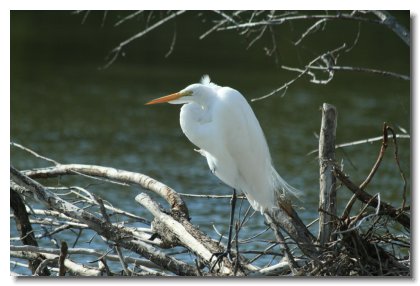 Florida 2009 (11)